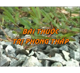 Bài thuốc trị phong thấp