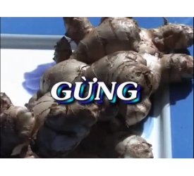 GỪNG