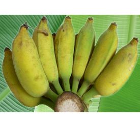 Công dụng quả chuối  sứ