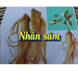 NHÂN SÂM